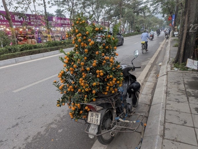 バイクで配達される金柑の木
